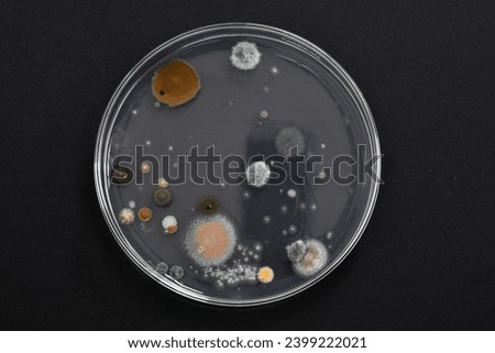 Colony morphology of Yeast and mould. Fungal colony morphology. Fungal growth in DG18. Dichloran Glycerol media. Incubated plates.