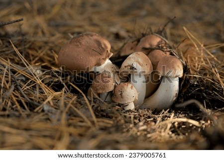 A colony of mushrooms against the backdrop of dry forest litter