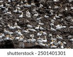 Colony Of Nesting Seabirds Northern Gannets (Morus Bassanus) On Bass Rock Island In The Atlantic Ocean Of Firth of Forth At North Berwick Near Edinburgh In Scotland