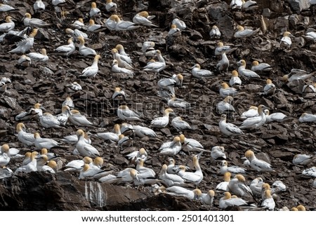 Colony Of Nesting Seabirds Northern Gannets (Morus Bassanus) On Bass Rock Island In The Atlantic Ocean Of Firth of Forth At North Berwick Near Edinburgh In Scotland
