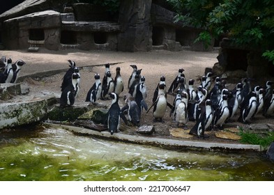 Colony Of Penguins Near Pool In Zoo Enclosure