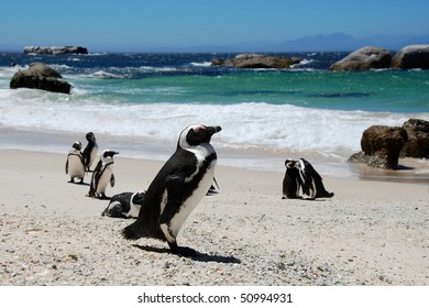 Colony Of Penguins,South Africa