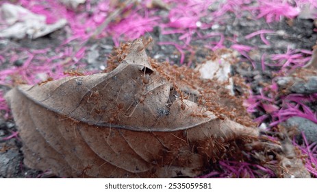 A colony of red ants are bustling around a dry leaf on a bed of pink petals. - Powered by Shutterstock