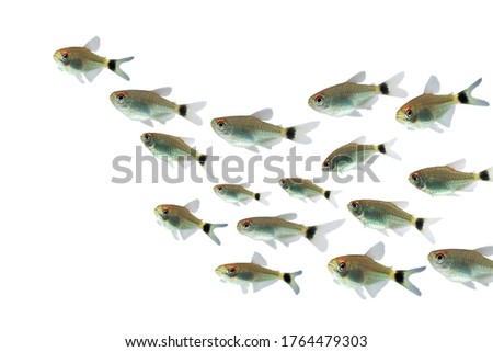 colony of Red Eye Tetra fresh water fish isolated on white background