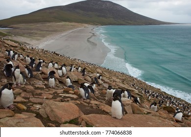 Colony of Rockhopper Penguins (Eudyptes chrysocome) on the cliffs above The Neck on Saunders Island in the Falkland Islands