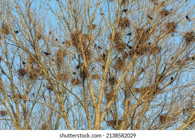 772 Rooks Nest Images, Stock Photos & Vectors | Shutterstock