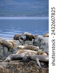 A colony of sea lions resting on a searock during a clear sunny day with calm sea in Patagonia, Beagle Channel near Ushuaia, Tierra del Fuego