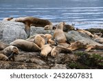 A colony of sea lions resting on a searock during a clear sunny day with calm sea in Patagonia, Beagle Channel near Ushuaia, Tierra del Fuego