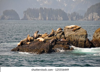 Colony Sea Lions Resurrection Bay Alaska Stock Photo 125556449