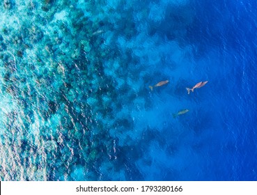 The colony of sea mammals Dugongs (sea cow) swimming and take a breath in the ocean of Sangihe Island, North Sulawesi, Indonesia. This mammals is protected under international habitat regulation. 