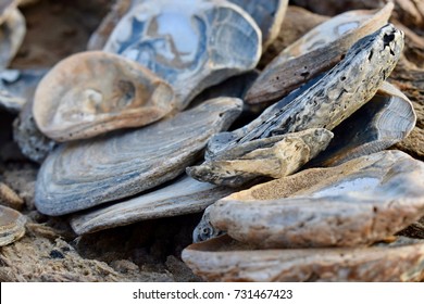 Colony Of Sea Shells, Swansea Bay