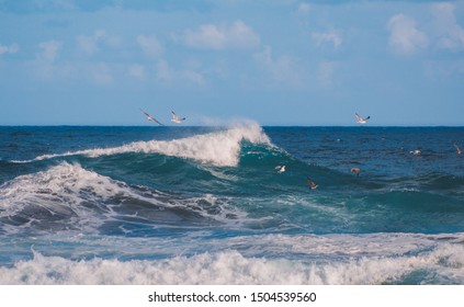 a colony of seagulls is looking for food over the wavy ocean on the Azores, Portugal - Powered by Shutterstock