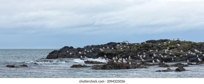 Colony Of Seagulls On A Basalt Rocky Island On Dunseverick Harbour  On Causeway Road, Bushmills, Co Antrim, Northern Ireland