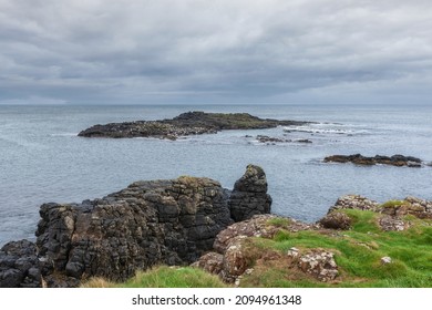 Colony Of Seagulls On A Basalt Rocky Island On Dunseverick Harbour On Causeway Road, Bushmills, Co Antrim, Northern Ireland