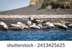 A colony of seals lies on a sandbank off the coast of Hvitserkur.