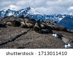 A colony of seals resting on a rock in the Beagle Channel near Ushuaia, Argentina