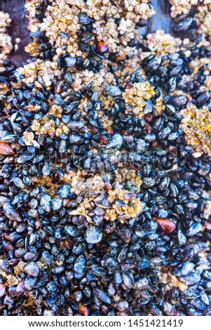 Colony of shellfish and barnacles on hull of boat in pacific harbor, Ketchikan, Alaska, USA