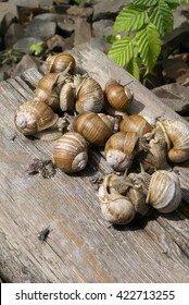 The colony of snails