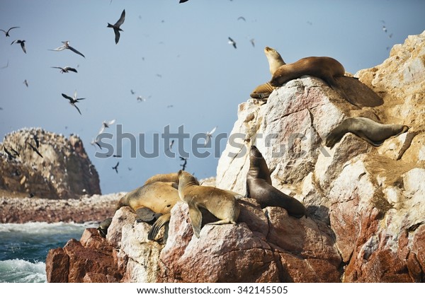 Colony South American sea lion Otaria byronia the
Ballestas Islands - Peru
