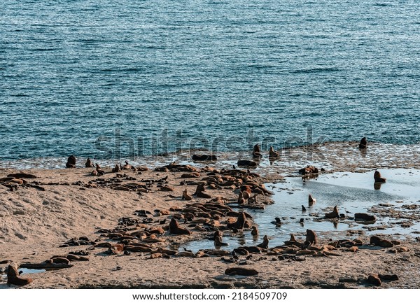 A
colony of South American sea lions (Otaria flavescens) in the
Loberia viewpoint near to Puerto Piramides in Peninsula Valdes, a
nature reserve in the Patagonian coast of Argentina.
