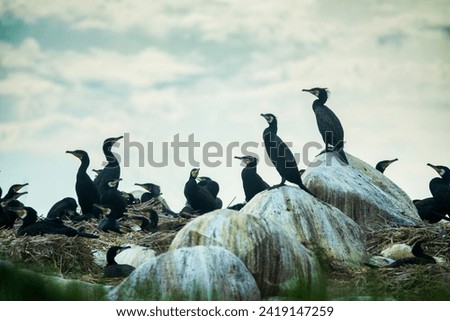Colony of southern cormorant (Phalacrocorax carbo sinensis) on islands of Gulf of Finland, Baltic Sea. Colony is located on granite boulder ludas. Most pandemonium nestlings are more than month old