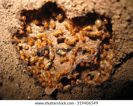 Colony of subterranean termites build nest beneath the tree bark.