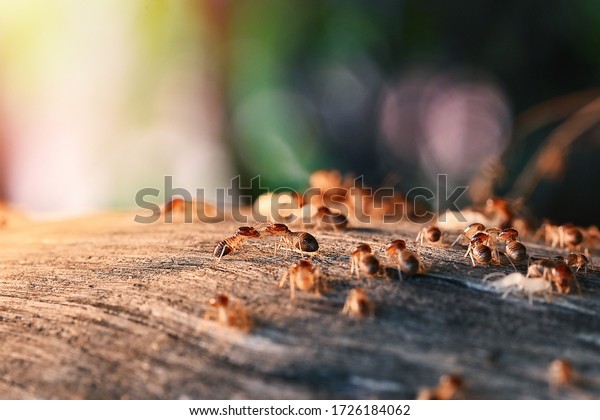 Colony Of Termite, Termites eat wood\
,termites that come out to the surface after the rain fell. termite\
colonies mostly live below the surface of the\
land
