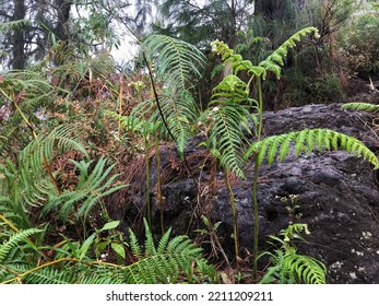 Colony Urajiro Gleichenia Japonica Tall Evergreen Stock Photo 