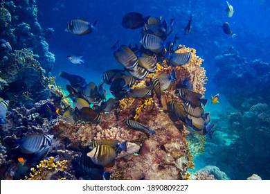 Colony Of Zebrasoma Desjardinii Or The Indian Sailfin Doctor Fish In Colorful Underwater Coral Reef. Marine Animal Wildlife Ocean Sea Background