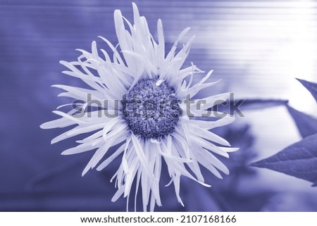 Similar – Foto Bild Blue Flower Natur Blüte