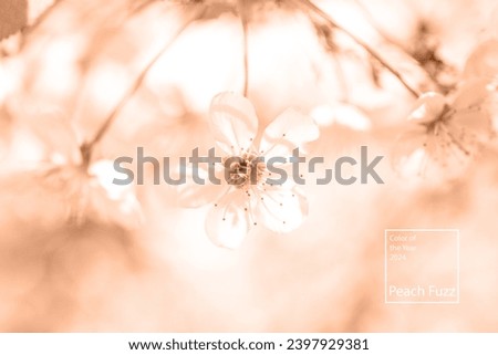 Similar – Decoration with baby’s breath and glass vase in front of pink background