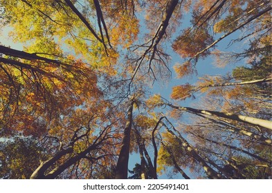 The Color Of Autumn Tree Tops View From Below