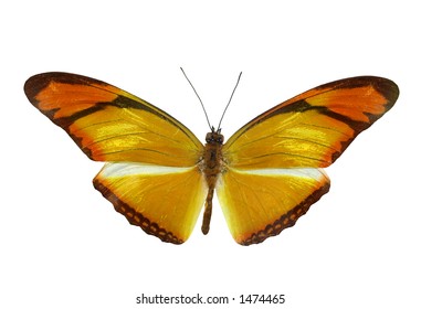 Yellow Morpho Butterfly Isolated Set Realistic Stock Photo (Edit Now ...