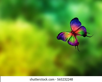 Color Butterfly Flying