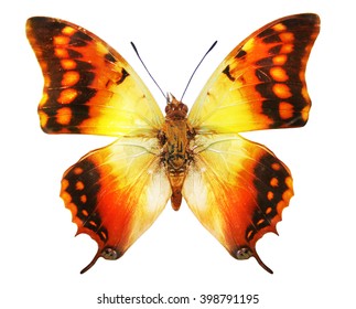 Color Butterfly Green-veined Charaxes, Isolated On White