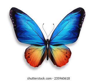 Color butterfly, isolated on white background - Shutterstock ID 235960618