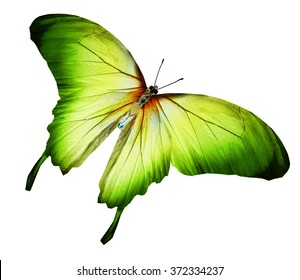 Color Butterfly , Isolated On White