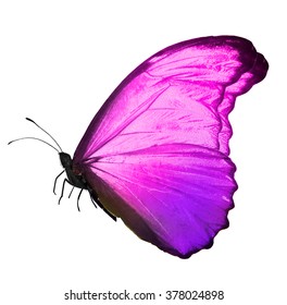 Similar Images, Stock Photos & Vectors of Pink violet butterfly ...