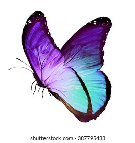 Color Butterfly Flying Isolated On White Stock Photo 146449802 ...