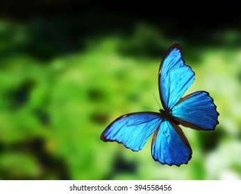 Blue Butterfly Morpho Didius Giant Blue Stock Photo (Edit Now) 694055599