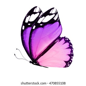 Color Butterfly Isolated On White Background Stock Photo 470855108 ...