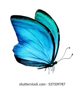 Blue Butterfly Isolated On White Background Stock Photo 165492827 ...