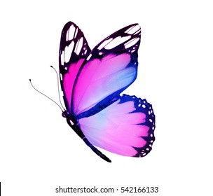 Color butterfly, isolated on white background
 - Shutterstock ID 542166133