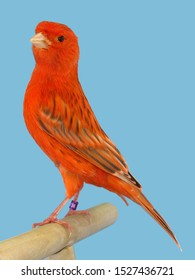 Color Canary Bird. Achat Topaz Red