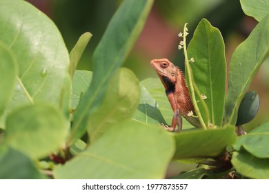 2,652 Color changing tree lizards Images, Stock Photos & Vectors ...