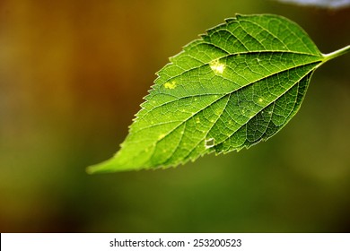 Color close up shot of a green leaf Stock Photo