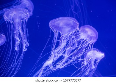 Color Close Up Of Some Jelly Fish Swimming In An Aquarium. 