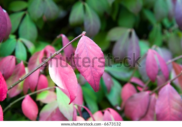 Color DSLR image of leaves of a\
Burning Bush (Euonymus alatus) changing color from green to red and\
purple in the fall. Horizontal with narrow depth of\
field