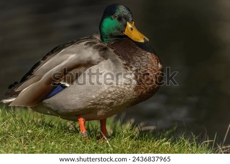 Color duck near lake in city park on green grass with sun over small head