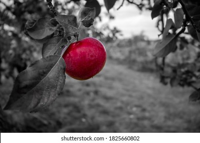 Color Emphasis On An Apple Hanging In It's Tree.